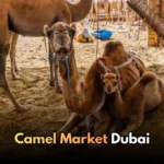 Where to Find Dubai Postal Codes? | Simple and Easy Ways